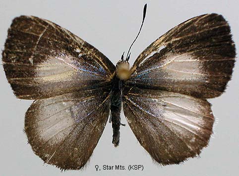 Philiris Innotata Papua Insects Foundation (Lepidoptera/Lycaenidae/Lycaeninae(Philiris ...